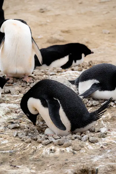Pingüino Adelie Inclinado Hacia Huevo Nido Rocoso Punto Pingüino Isla — Foto de Stock
