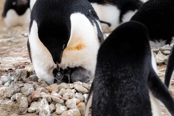 Adelie Pingvin Lutar Den Nyfödda Adelie Pingvinungen Penguin Point Seymour — Stockfoto