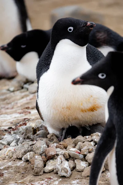 Smutsiga Adelie Pingvin Som Ligger Sina Nyfödda Kycklingar Antarktis — Stockfoto