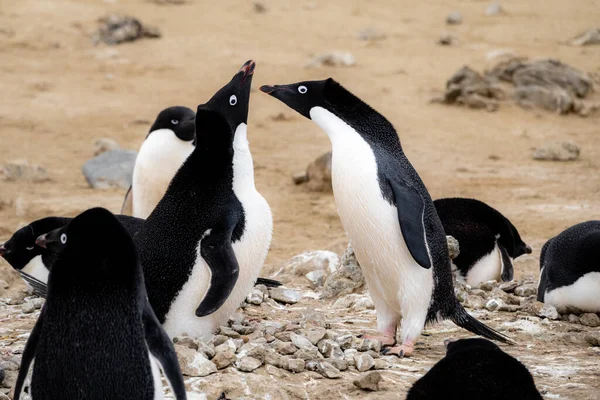 Ein Paar Adelie Pinguine Die Sich Aneinander Lehnen — Stockfoto
