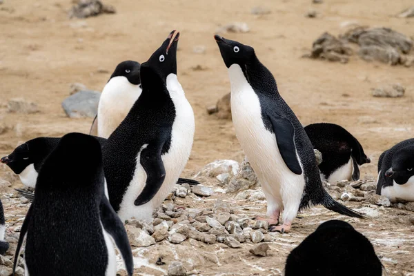 Adelie Penguins Pygoscelis Adeliae Che Chiama Rituale Corteggiamento — Foto Stock