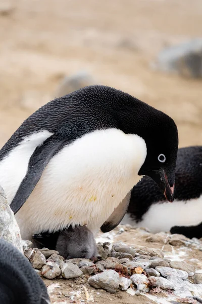 Nowonarodzony Pingwin Adelie Leżący Gnieździe Pod Swoim Rodzicem — Zdjęcie stockowe