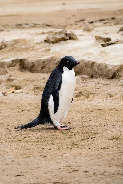 Adelie Pingvin Sydligaste Alla Pingviner — Stockfoto