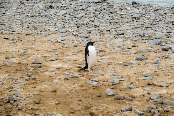 Adelie Pingvin Står Stenstranden Seymour Island Antarktis — Stockfoto