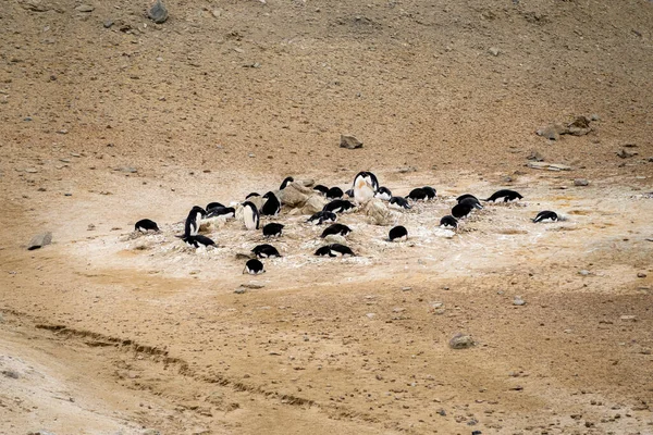 Een Familie Van Adelie Pinguïns Die Hun Nesten Liggen — Stockfoto