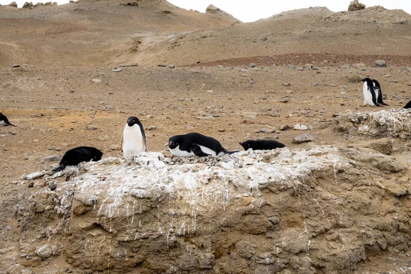 Open Ground Covered Penguin Shit Adelie Penguins Top — Stok fotoğraf