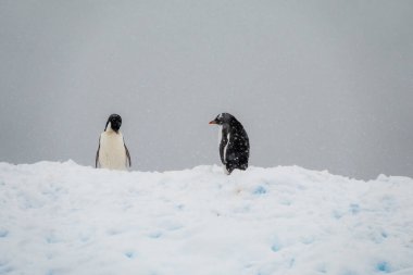 Adelie and Gentoo penguins standing on the snow at Charcot Bay, Graham Land, Antarctic Peninsula, Antarctica clipart