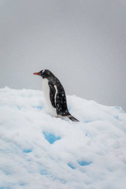 Gentoo pengueni (Pygoscelis papua) Antarktika 'da karlı bir günde çekildi