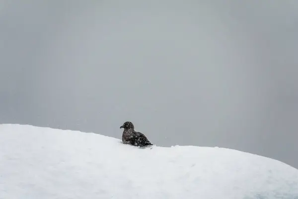 Brown Skua bird resting on an iceberg during on a snowy day in Antarctica