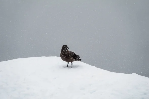 Brown Skua Κατά Διάρκεια Μιας Χιονόπτωσης Charcot Bay Graham Land — Φωτογραφία Αρχείου