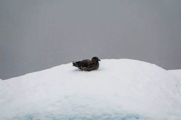 Brown Skua Sitting Snow Charcot Bay Antarctica — Stock Photo, Image