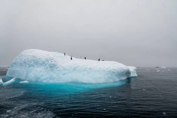 Grupp Pingviner Står Det Blå Isberget Med Turist Zodiac Uppblåsbar — Stockfoto