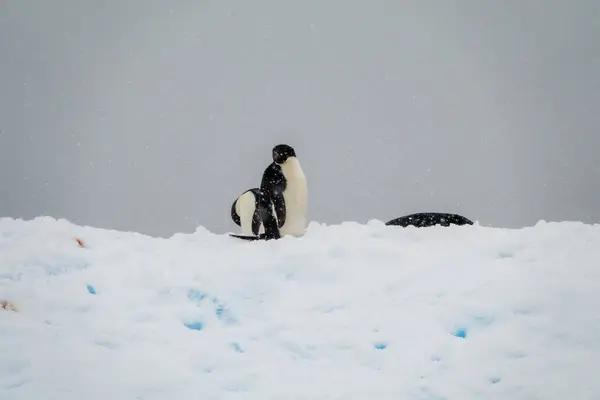 Tučňáci Stojící Ledě Během Sněžení — Stock fotografie