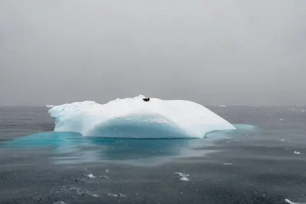 Antarctic bird sitting on a drifting blue iceberg on an overcast day
