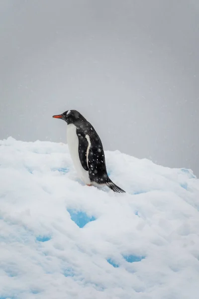 Gentoo Pinguin Pygoscelis Papua Einem Trüben Verschneiten Tag Der Antarktis — Stockfoto