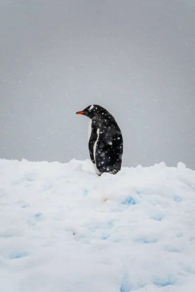 Pingüino Gentoo Pie Sobre Una Nieve Charcot Bay Graham Land — Foto de Stock