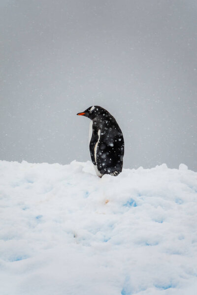 Gentoo penguin standing on a snow, Charcot Bay, Graham Land, Antarctica