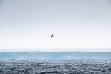 Albatross flying over the large tabular iceberg, A23a Iceberg, South Shetland Islands, Antarctica clipart