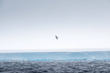 Albatros flying over the large tabular iceberg drifting south off the South Shetland Islands, Antarctica clipart