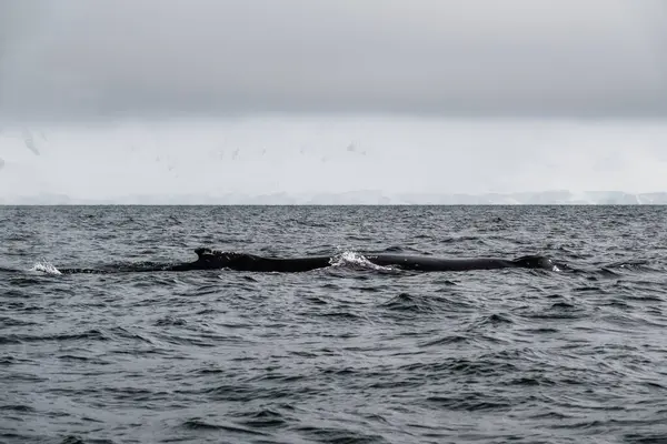 Πλήρης Επιστροφή Της Φάλαινας Humpback Στην Κορυφή Της Επιφάνειας Του — Φωτογραφία Αρχείου