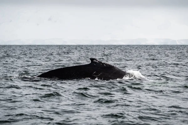 座头鲸的背在海面上 在南极洲帕尔默群岛附近的德国海峡游泳的座头鲸 — 图库照片
