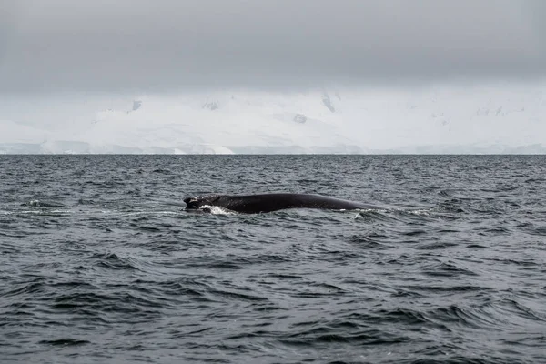 Ψηλή Φάλαινα Κολυμπά Στο Στενό Gerlache Του Νότιου Ωκεανού Νησί — Φωτογραφία Αρχείου