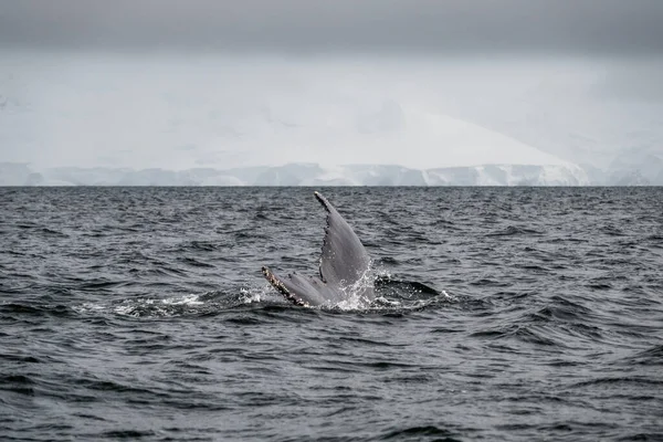 Παραμύθι Φάλαινας Στη Θάλασσα Ανταρκτική — Φωτογραφία Αρχείου