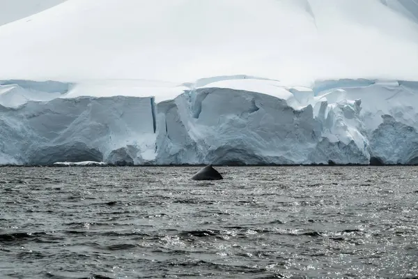 Dietro Megattera Che Nuota Davanti Gigantesco Ghiacciaio Antartide — Foto Stock