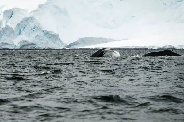 Zpět Příběh Velrybě Hrbaté Plavající Úžině Gerlache Souostroví Palmer Antarktida — Stock fotografie
