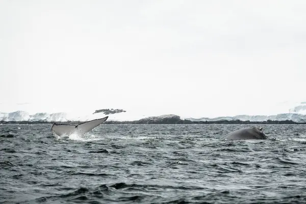 Humpback Whale Watching Brabant Island Palmer Archipelago Antarctica — Stock Photo, Image