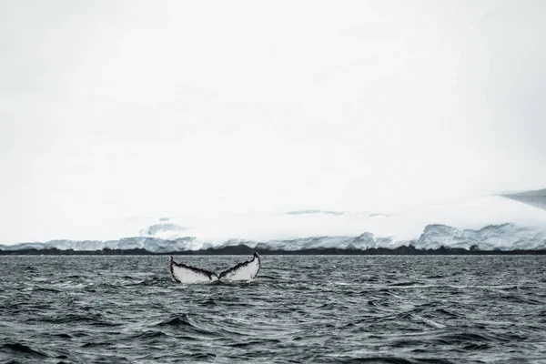 Humpback Velryba Štěstí Nebo Příběh Unikátními Vzory Spodní Straně Zastřelen — Stock fotografie
