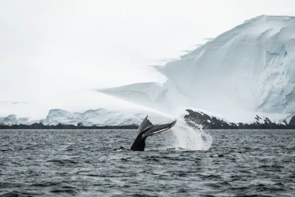 Humpback Fluke Top Sea Antarctica — Stock Photo, Image