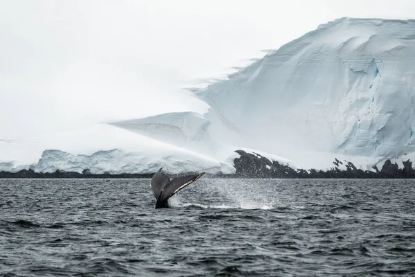 Hrbatý Velrybí Ocas Antarktidě — Stock fotografie