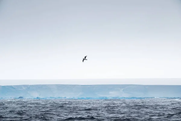 Άλμπατρος Που Πετά Πάνω Από Μεγάλο Παγόβουνο Πίνακα A23A Iceberg — Φωτογραφία Αρχείου