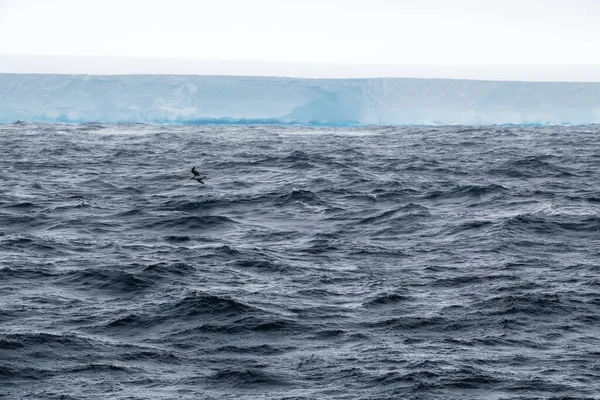 Ensam Albatross Flyger Över Weddell Havet Med A23A Isberg Bakgrunden — Stockfoto