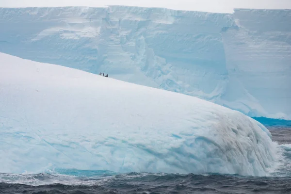 Πιγκουίνοι Σιλουέτες Στην Κορυφή Του Τεράστιου Παγόβουνου Που Παρασύρεται Από — Φωτογραφία Αρχείου