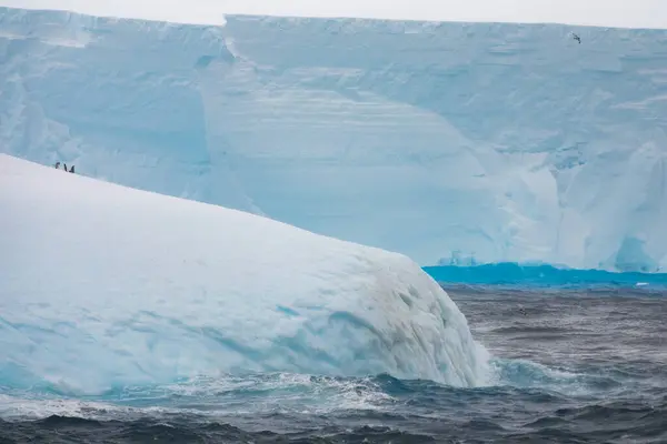 Closeup Huge Icebergs Drifting South South Shetland Islands Adelie Penguins — Stock Photo, Image