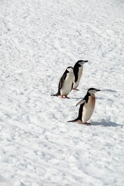 Group Three Chinstrap Penguins Walking Snow Palaver Point Penguin Rookery — Stock Photo, Image