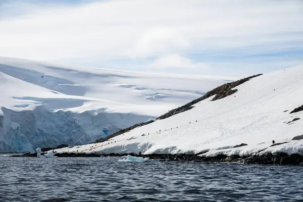 Penguins Klättrar Pingvinvägen Snön Palaver Point Två Hummock Island Antarktis — Stockfoto