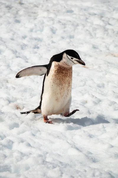 Zbliżenie Pingwina Chinstrap Biegającego Śniegu Wyspie Two Hummock Archipelag Palmer — Zdjęcie stockowe