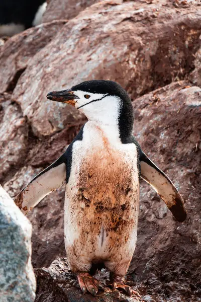 Chinstrap Pingvin Står Klipporna Täckt Pingviner Exkrementer — Stockfoto