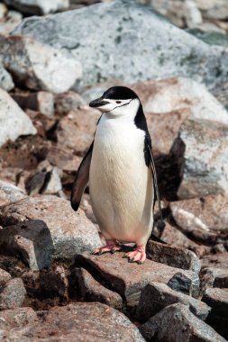 Chinstrap pengueni (Pygoscelis antarcticus), Antarktika 'nın çevresel olarak dağılmış, uçamayan kuşu.