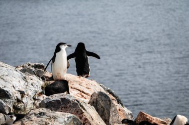 Antarktika Yarımadası, Palaver Point, Chinstrap penguenleri (Pygoscelis antarcticus) 