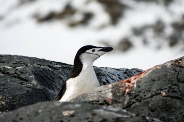 Chinstrap penguin peeking out of the rocks clipart