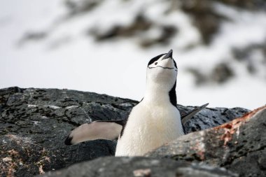 Chinstrap penguenleri Palaver Point, İki Hummock Adası, Antarktika 'daki kayalıklarda şarkı söylüyorlar.