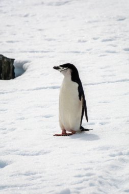 Closeup of the Chinstrap penguin on the snow clipart