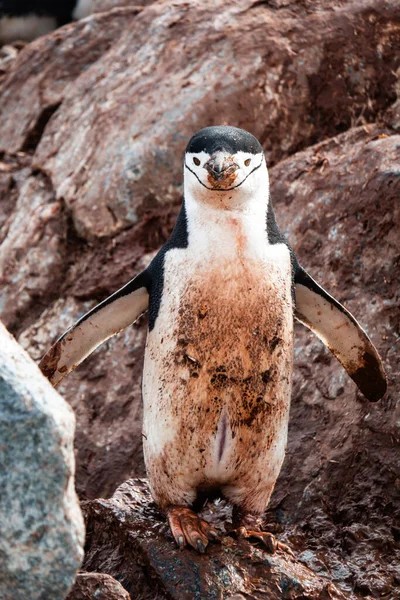 Detailní Záběr Zabarveného Tučňáka Čínského Pygoscelis Antarcticus — Stock fotografie