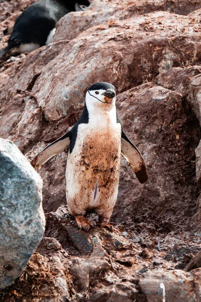 Dirty Chinstrap Penguin Standing Rocks Covered Penguin Shit Palaver Point — Stockfoto