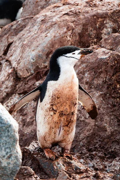 Fläckig Chinstrap Pingvin Står Klipporna — Stockfoto
