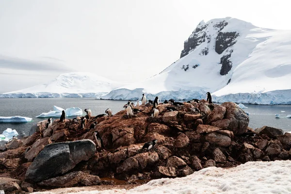 Chinstrap Pingvinkoloni Palaver Point Chinstrap Pingvinrookery Vid Two Hummock Island — Stockfoto